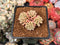 Sedum 'Joyce Tulloch' Variegated 1" Succulent Plant