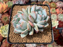 Echeveria 'Elegans Potosina' 2"-3" Powdery Succulent Plant