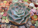 Echeveria 'Mojeong' 6" Large Powdery Succulent Plant