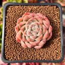 Echeveria 'Panda' 1" Succulent Plant