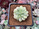 Echeveria 'Golden Mebina' Variegated 1" Succulent Plant