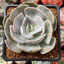 Echeveria 'Mirage' 2" Succulent Plant