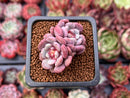 Echeveria 'Juliana Pink' 1" New Hybrid Cluster Succulent Plant