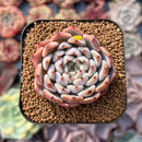 Echeveria 'Mata' 1"-2" Succulent Plant