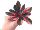 Echeveria 'Hanaikada' Variegated 5" Succulent Plant