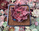 Echeveria Agavoides 'Red Ebony' 2"Succulent Plant