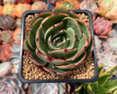Echeveria Agavoides 'Pink Flora' 3" Succulent Plant