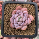 Echeveria sp. 1" Succulent Plant