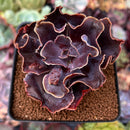 Echeveria 'Osmanthus' 3" Succulent Plant