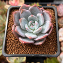 Echeveria 'Trumso' 1" Powdery Succulent Plant