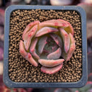 Echeveria 'Nocturnal' 1"-2" Succulent Plant