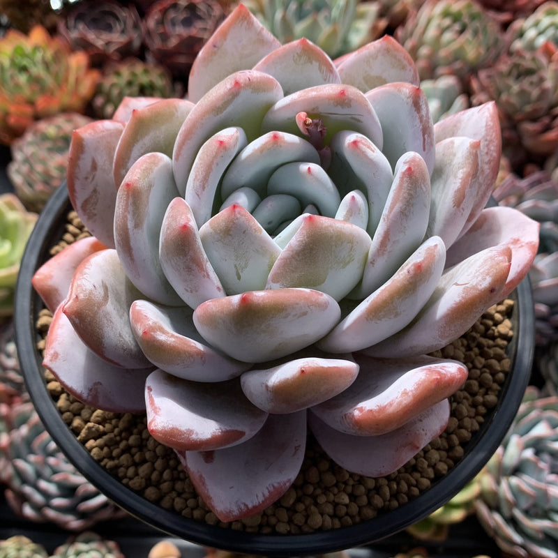 ivory succulent Echeveria 'Ivory' 5" Large Succulent Plant – True Succulents Plant Co