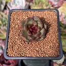 Echeveria 'Coco Jelly' 1" Succulent Plant