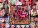 Echeveria Agavoides 'Pine Rose' 1" Succulent Plant