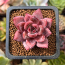 Echeveria 'Battle Angel' 1" New Hybrid Seed Grown Succulent Plant