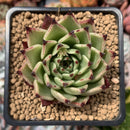 Echeveria Agavoides 'Sarabony' Selected Clone 2"-3" Succulent Plant