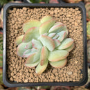 Echeveria 'Creamy' Crested 1"-2" Succulent Plant