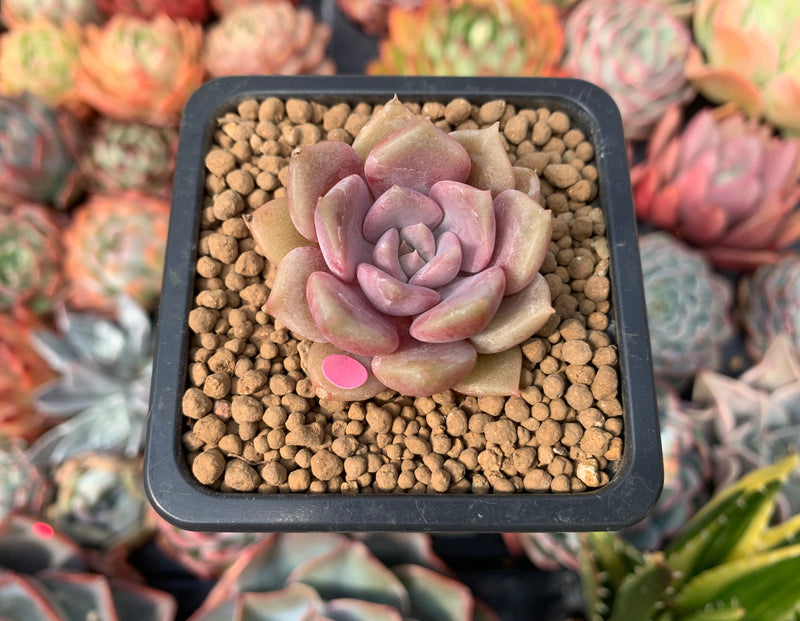 aa succulents Echeveria 'Pastel Leon' 1" Succulent Plant