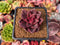 Echeveria Agavoides 'Pine Rose' 1"-2" Succulent Plant