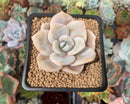 Echeveria 'La Bamba' 3" Succulent Plant