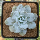 Echeveria 'Laui' 3" Powdery Succulent Plant