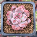 Echeveria 'Pena' 1" Succulent Plant