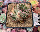 Echeveria 'Longissima' Hybrid 3" Cluster Succulent Plant