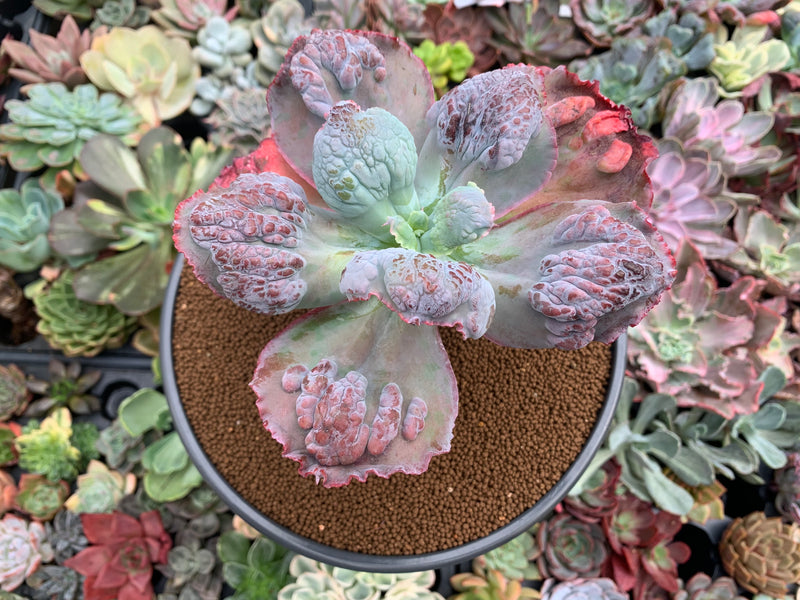 Echeveria 'Etna' 5