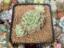 Echeveria 'Margaret' Variegated 1" Succulent Plant