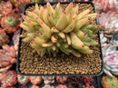 Echeveria Agavoides 'Maria' Crested 4" Succulent Plant