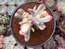 Cotyledon 'Orbiculata' Variegated 4"-5" Large Cluster Succulent Plant