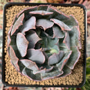 Echeveria 'Lovely' Hybrid 4" Succulent Plant