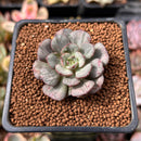 Echeveria 'Moranii' Variegated 1" Succulent Plant
