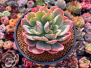 Echeveria 'Luella' Variegated Bifuracted 4" Succulent Plant