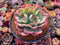 Echeveria 'Luella' Variegated Bifuracted 4" Succulent Plant