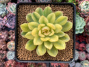 Echeveria 'Pulidonis' Vairegated 3" Succulent Plant