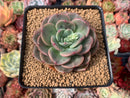 Echeveria 'White Champaign' Hybrd 3" Succulent Plant