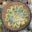 Echeveria 'Pulidonis' Variegated 4" Succulent Plant