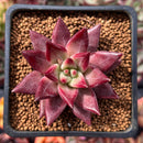 Echeveria Agavoides 'Fire Eagle' 2" Succulent Plant