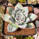 Echeveria 'Black Sabbath' 3" Powdery Succulent Plant