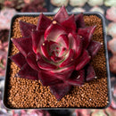 Echeveria Agavoides 'Luming' 2" Succulent Plant
