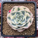 Echeveria 'Compton Carousel' Variegated 2"-3" Succulent Plant