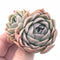 Echeveria Sp 2” Rare Succulent Plant