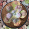 Echeveria 'Lilac Frost' 4" Succulent Plant
