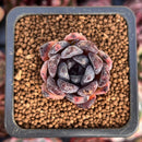 Echeveria 'Black Raccoon' 1" Succulent Plant