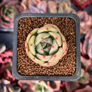 Echeveria 'Monroe Chanel' 1" Succulent Plant