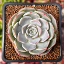 Echeveria 'Icy green' x 'Monroe' 2" Succulent Plant