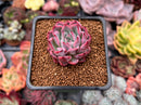 Echeveria 'Black Swan' 1" Succulent Plant