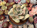 Echeveria 'Lemon and Lime' 4" Succulent Plant