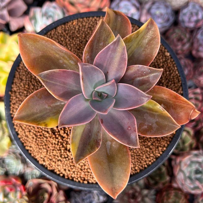 fred ives succulent Graptoveria 'Fred Ives' Variegated 3" Succulent Plant